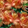 Verdie Sommerville Azalea (Rhododendron) - 3 Gallon Pot -Plant Lover House Shop rhododendron verdie sommerville azalea 2