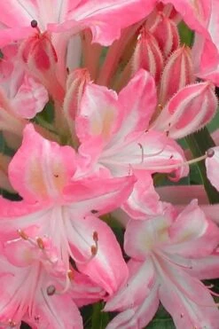 Ribbon Candy Swamp Azalea (Rhododendron Viscosum) - 2 Gallon Pot 11 Ribbon Candy Swamp Azalea (Rhododendron Viscosum) - 2 Gallon Pot -Plant Lover House Shop rhododendron viscosum ribbon candy swamp azalea 1