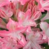 Ribbon Candy Swamp Azalea (Rhododendron Viscosum) - 2 Gallon Pot 1 Ribbon Candy Swamp Azalea (Rhododendron Viscosum) - 2 Gallon Pot -Plant Lover House Shop rhododendron viscosum ribbon candy swamp azalea 2