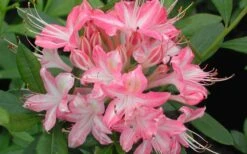 Ribbon Candy Swamp Azalea (Rhododendron Viscosum) - 3 Gallon Pot -Plant Lover House Shop rhododendron viscosum ribbon candy swamp azalea 3 2