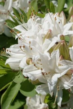 Swamp Azalea (Rhododendron Viscosum) - 3 Gallon Pot -Plant Lover House Shop rhododendron viscosum swamp azalea 1