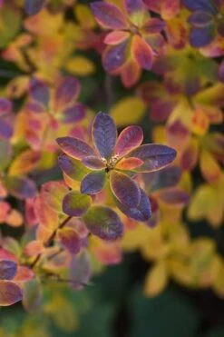 Swamp Azalea (Rhododendron Viscosum) - 3 Gallon Pot -Plant Lover House Shop rhododendron viscosum swamp azalea 2