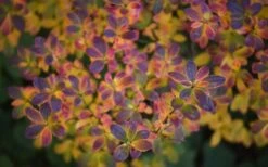 Ribbon Candy Swamp Azalea (Rhododendron Viscosum) - 2 Gallon Pot 13 Ribbon Candy Swamp Azalea (Rhododendron Viscosum) - 2 Gallon Pot -Plant Lover House Shop rhododendron viscosum swamp azalea 3