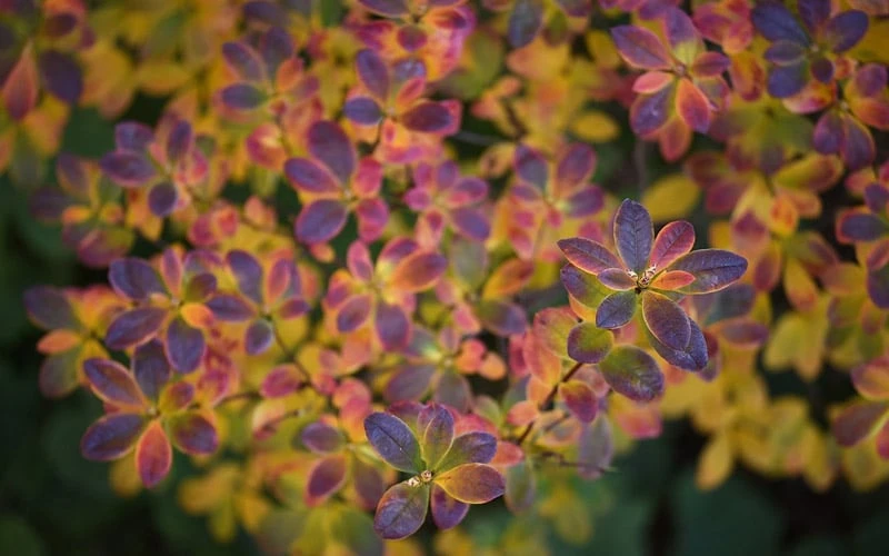 Ribbon Candy Swamp Azalea (Rhododendron Viscosum) - 2 Gallon Pot 8 Ribbon Candy Swamp Azalea (Rhododendron Viscosum) - 2 Gallon Pot - Image 6