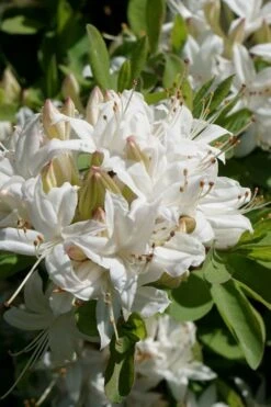 Swamp Azalea (Rhododendron Viscosum) - 3 Gallon Pot -Plant Lover House Shop rhododendron viscosum swamp azalea 5