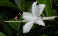 Swamp Azalea (Rhododendron Viscosum) - 3 Gallon Pot -Plant Lover House Shop rhododendron viscosum swamp azalea 8