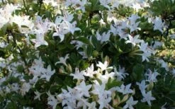Weston's Innocence Fragrant Swamp Azalea (Rhododendron) - 3 Gallon Pot -Plant Lover House Shop rhododendron viscosum westons innocence swamp azalea 3