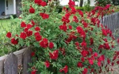 Red Cascade Miniature Climbing Rose - 2.5 Quart Pot -Plant Lover House Shop rosa red cascade rose 100