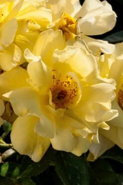 Lemon Drift Groundcover Rose - 1 Gallon Pot -Plant Lover House Shop rose lemon drift 1