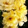 Lemon Drift Groundcover Rose - 1 Gallon Pot -Plant Lover House Shop rose lemon drift 3