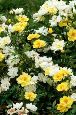 Lemon Drift Groundcover Rose - 1 Gallon Pot -Plant Lover House Shop rose lemon drift 5