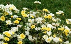 Lemon Drift Groundcover Rose - 1 Gallon Pot -Plant Lover House Shop rose lemon drift 6