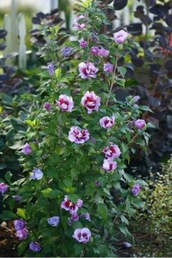 Purple Pillar Rose Of Sharon - 3 Gallon Pot 12 Purple Pillar Rose Of Sharon - 3 Gallon Pot -Plant Lover House Shop rose of sharon purple pillar 20 1