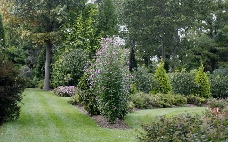 Purple Pillar Rose Of Sharon - 3 Gallon Pot 6 Purple Pillar Rose Of Sharon - 3 Gallon Pot - Image 4