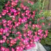 Pink Drift Groundcover Rose - 3 Gallon Pot -Plant Lover House Shop rose pink drift 10
