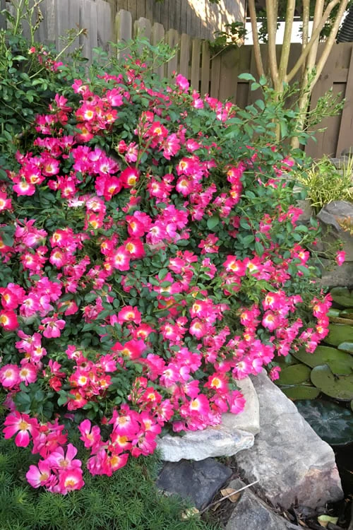 Pink Drift Groundcover Rose - 3 Gallon Pot 3 Pink Drift Groundcover Rose - 3 Gallon Pot