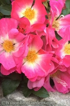 Pink Drift Groundcover Rose - 3 Gallon Pot 12 Pink Drift Groundcover Rose - 3 Gallon Pot -Plant Lover House Shop rose pink drift 11