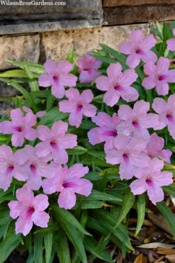 Katie Pink Dwarf Mexican Petunia (Ruellia) - 5 Pack Quart Pots -Plant Lover House Shop ruellia katie pink dwarf mexican petunia 11