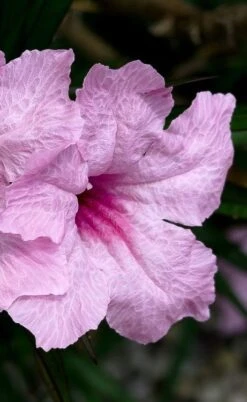 Katie Pink Dwarf Mexican Petunia (Ruellia) - 5 Pack Quart Pots -Plant Lover House Shop ruellia katie pink dwarf mexican petunia 7