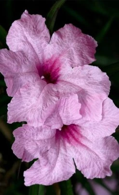 Katie Pink Dwarf Mexican Petunia (Ruellia) - 5 Pack Quart Pots -Plant Lover House Shop ruellia katie pink dwarf mexican petunia 8