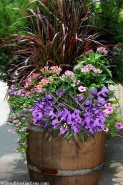 Katie Purple Dwarf Mexican Petunia (Ruellia) - 10 Pack Of Quart Pots -Plant Lover House Shop ruellia katie purple dwarf mexican petunia 10