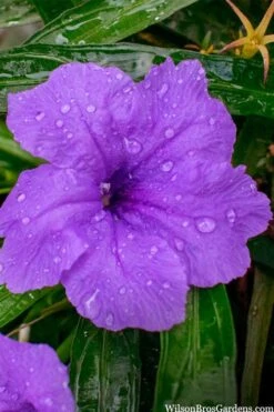 Katie Purple Dwarf Mexican Petunia (Ruellia) - 10 Pack Of Quart Pots -Plant Lover House Shop ruellia katie purple dwarf mexican petunia 12