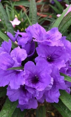 Katie Purple Dwarf Mexican Petunia (Ruellia) - 10 Pack Of Quart Pots -Plant Lover House Shop ruellia katie purple dwarf mexican petunia 4