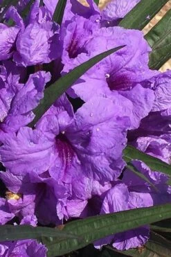 Katie Purple Dwarf Mexican Petunia (Ruellia) - 10 Pack Of Quart Pots -Plant Lover House Shop ruellia katie purple dwarf mexican petunia 6