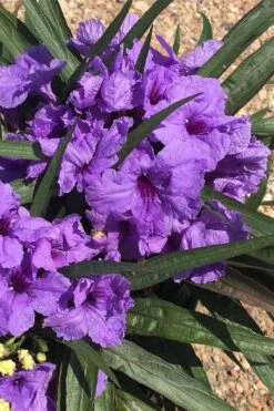 Katie Purple Dwarf Mexican Petunia (Ruellia) - 10 Pack Of Quart Pots -Plant Lover House Shop ruellia katie purple dwarf mexican petunia 7