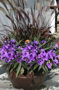 Katie Purple Dwarf Mexican Petunia (Ruellia) - 10 Pack Of Quart Pots -Plant Lover House Shop ruellia katie purple dwarf mexican petunia 9