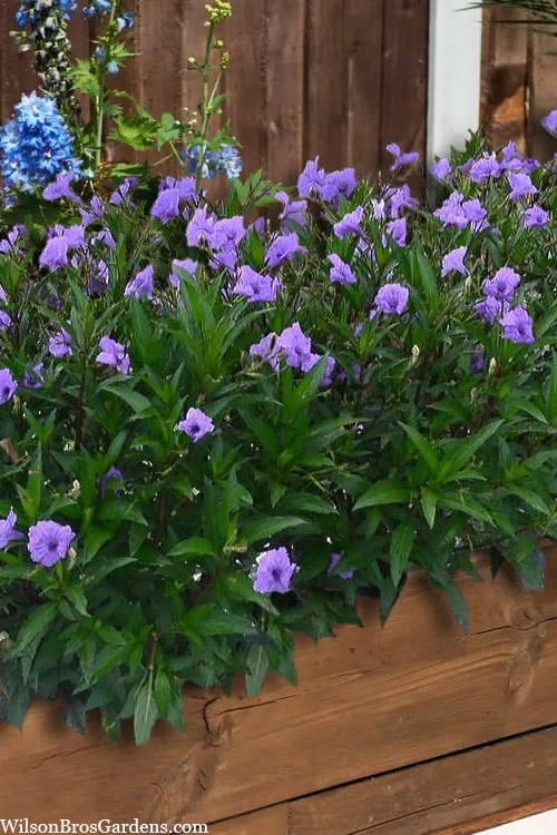 Mayan Compact Purple Mexican Petunia (Ruellia) - 5 Pack Quart Pots 6 Mayan Compact Purple Mexican Petunia (Ruellia) - 5 Pack Quart Pots - Image 4