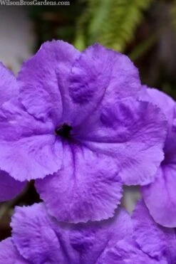 Purple Showers Mexican Petunia - Ruellia - 1 Gallon Pot 11 Purple Showers Mexican Petunia - Ruellia - 1 Gallon Pot -Plant Lover House Shop ruellia simplex purple showers mexican petunia 101