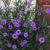 Purple Showers Mexican Petunia - Ruellia - 1 Gallon Pot 2 Purple Showers Mexican Petunia - Ruellia - 1 Gallon Pot -Plant Lover House Shop ruellia simplex purple showers mexican petunia 102