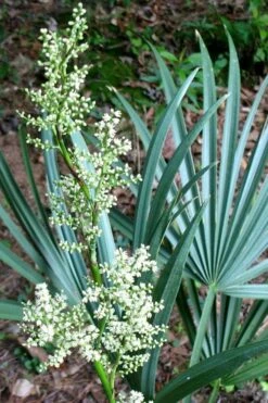 Blue Stem Dwarf Palmetto Palm (Sabal Minor) - 3 Gallon Pot -Plant Lover House Shop sabal minor dwarf blue stem palmetto palm 1 1