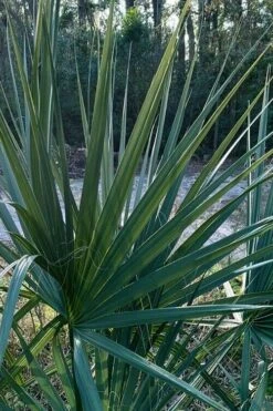Blue Stem Dwarf Palmetto Palm (Sabal Minor) - 7 Gallon Pot 17 Blue Stem Dwarf Palmetto Palm (Sabal Minor) - 7 Gallon Pot -Plant Lover House Shop sabal minor dwarf blue stem palmetto palm 3