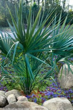 Blue Stem Dwarf Palmetto Palm (Sabal Minor) - 7 Gallon Pot 13 Blue Stem Dwarf Palmetto Palm (Sabal Minor) - 7 Gallon Pot -Plant Lover House Shop sabal minor dwarf blue stem palmetto palm 5