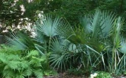 Blue Stem Dwarf Palmetto Palm (Sabal Minor) - 3 Gallon Pot -Plant Lover House Shop sabal minor dwarf blue stem palmetto palm 6 1