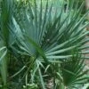 Blue Stem Dwarf Palmetto Palm (Sabal Minor) - 3 Gallon Pot -Plant Lover House Shop sabal minor dwarf blue stem palmetto palm 7 1
