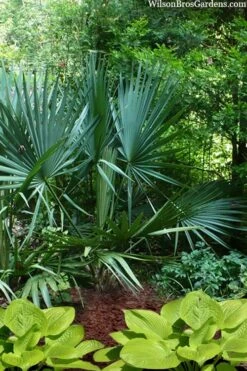 Blue Stem Dwarf Palmetto Palm (Sabal Minor) - 7 Gallon Pot 14 Blue Stem Dwarf Palmetto Palm (Sabal Minor) - 7 Gallon Pot -Plant Lover House Shop sabal minor dwarf blue stem palmetto palm 8