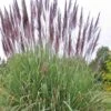 Ravenna Hardy Pampas Grass - 1 Gallon Pot -Plant Lover House Shop sacccharum ravennae hardy pampas grass 3
