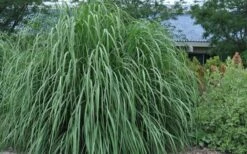 Ravenna Hardy Pampas Grass - 1 Gallon Pot -Plant Lover House Shop sacccharum ravennae hardy pampas grass 4