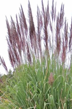 Ravenna Hardy Pampas Grass - 1 Gallon Pot -Plant Lover House Shop sacccharun ravennae hardy pampas grass 2