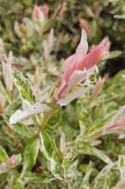 Flamingo Dappled Willow (Shrub Form) - 1 Gallon Pot -Plant Lover House Shop salix integra flamingo dappled willow bush 3