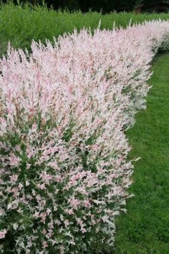 Flamingo Dappled Willow (Shrub Form) - 1 Gallon Pot -Plant Lover House Shop salix integra flamingo dappled willow bush 4