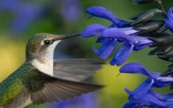 Black And Blue Salvia (Blue Anise Sage) - Salvia Guaranitica -1 Gallon Pot -Plant Lover House Shop salvia guaranitica black and blue blue anise sage 22