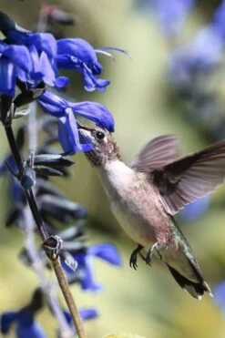 Black And Blue Salvia (Blue Anise Sage) - Salvia Guaranitica -1 Gallon Pot -Plant Lover House Shop salvia guaranitica black and blue blue anise sage 23
