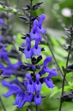 Black And Blue Salvia (Blue Anise Sage) - Salvia Guaranitica - 7.5" Pot -Plant Lover House Shop salvia guaranitica black and blue blue anise sage 24 1