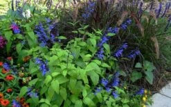 Black And Blue Salvia (Blue Anise Sage) - Salvia Guaranitica -1 Gallon Pot -Plant Lover House Shop salvia guaranitica black and blue blue anise sage 26