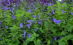 Black And Blue Salvia (Blue Anise Sage) - Salvia Guaranitica - 7.5" Pot -Plant Lover House Shop salvia guaranitica black and blue blue anise sage 27 1