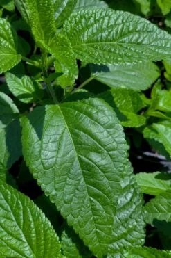 Black And Blue Salvia (Blue Anise Sage) - Salvia Guaranitica -1 Gallon Pot -Plant Lover House Shop salvia guaranitica black and blue blue anise sage 28
